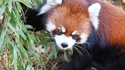 Omuta City Zoo