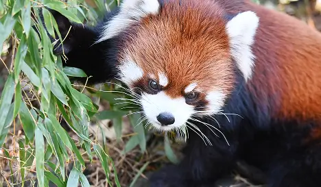 大牟田市動物園